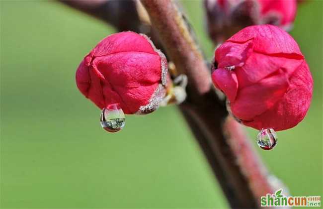 花蕾处理