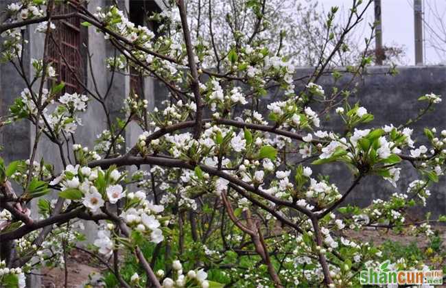 梨树反季节开花的原因及预防措施