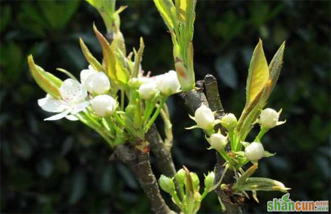 梨树反季节开花的原因及预防措施