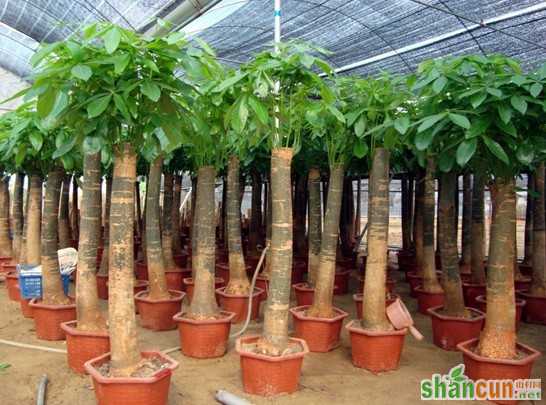 发财树种植和养护管理技术