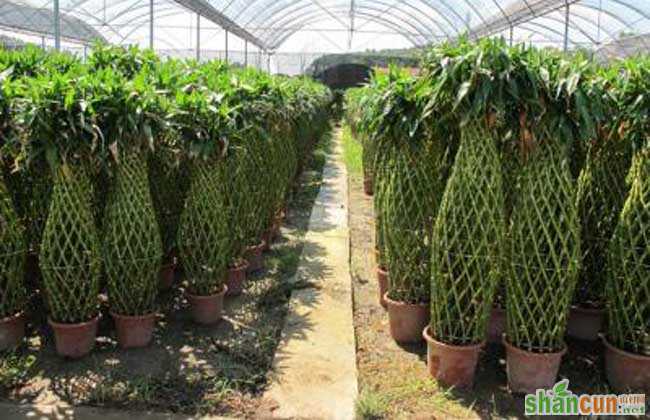 富贵竹笼的养殖方法和注意事项