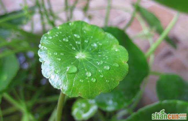 铜钱草繁殖方法