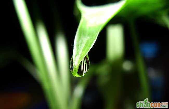 滴水观音是什么植物