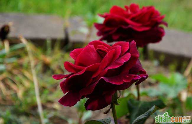 路易十四玫瑰