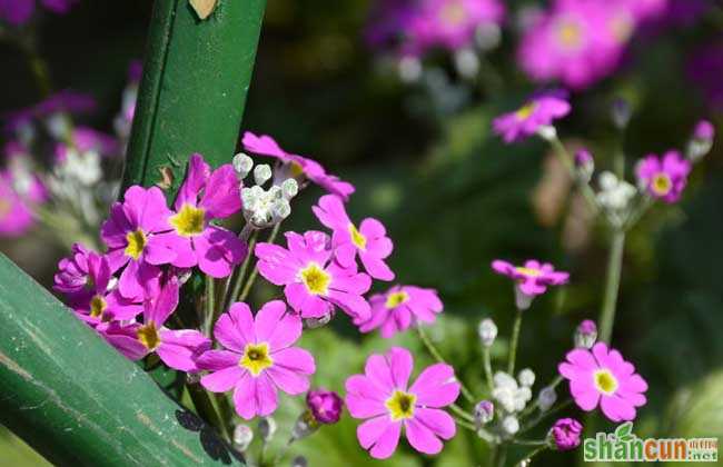 樱花草花语