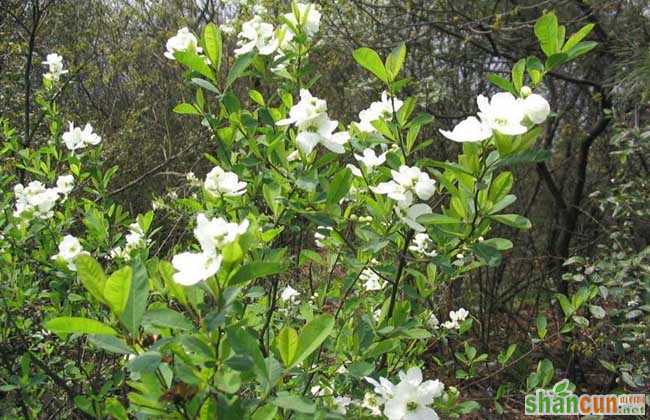 小叶栀子花