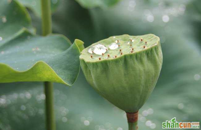 荷花种子哪里有卖