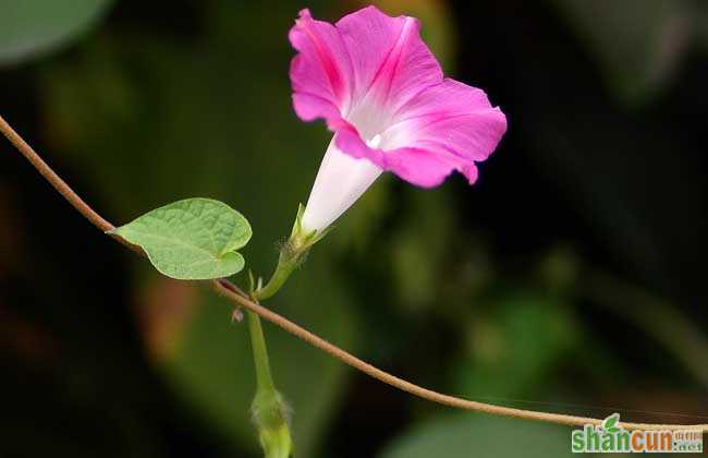 牵牛花种子价格