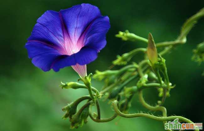 牵牛花种子价格