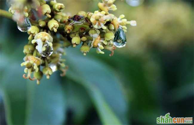 荔枝沤花原因及防治措施