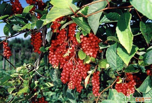 五味子种植技术