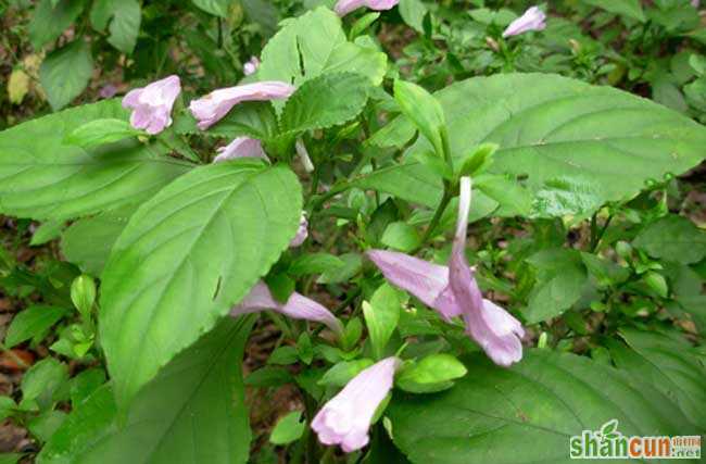 板蓝根种植技术