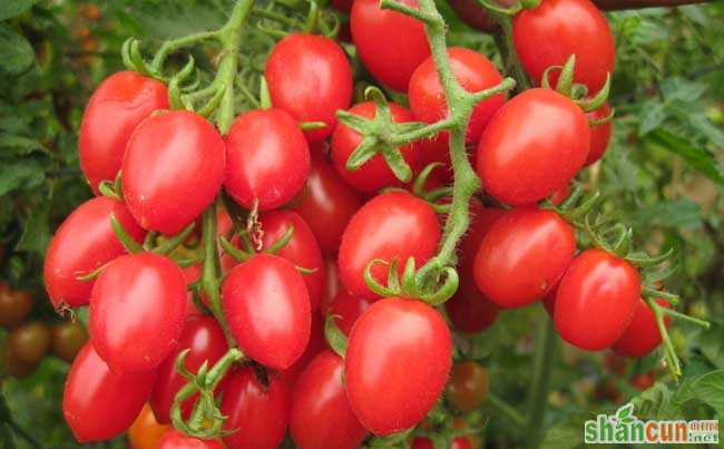 樱桃小番茄种植技术