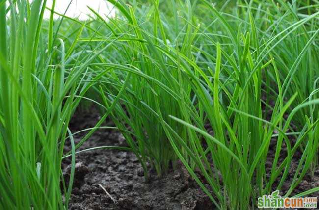 韭菜种植技术