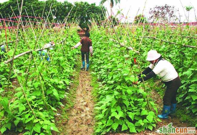 四季豆种植技术