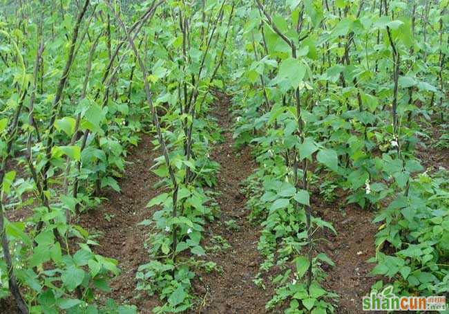 四季豆种植技术