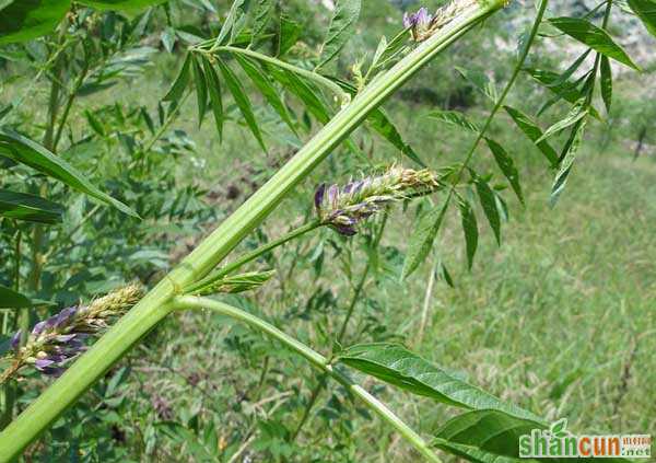 甘草种植技术