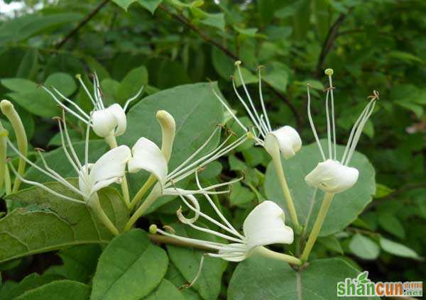 金银花种植的市场前景如何