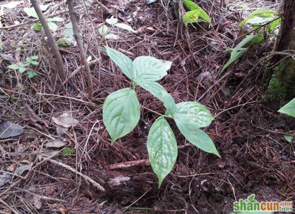 人参的种植条件