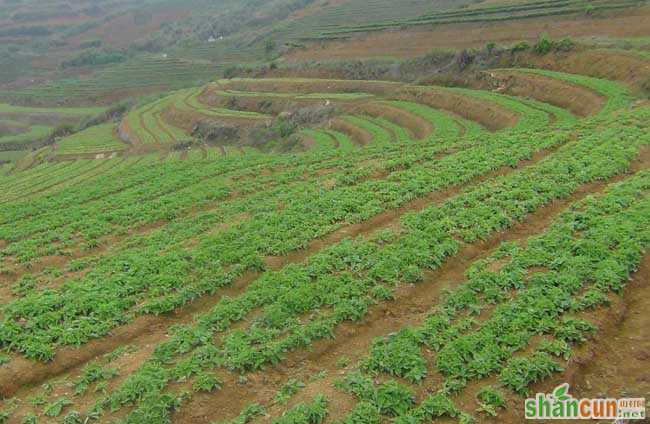 太子参种植的市场前景