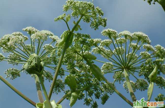 白芷种植技术