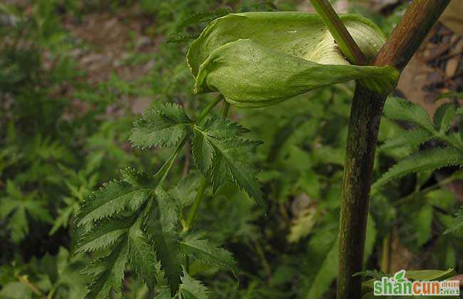 白芷种植时间