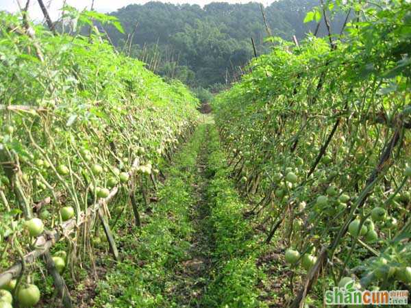 常见蔬菜露天种植时间