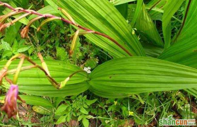 白芨种子市场价格及繁殖技术