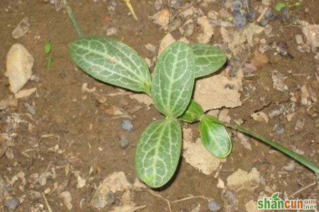 丝瓜种植技术