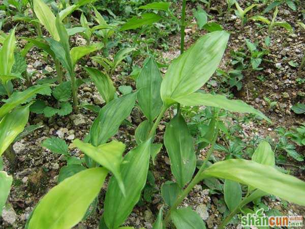 草果种植技术