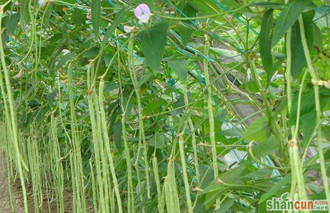 豇豆种植技术