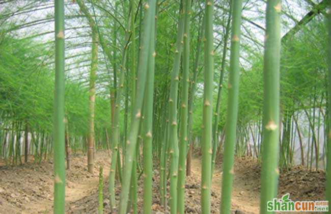 芦笋的种植时间及种植常见问题