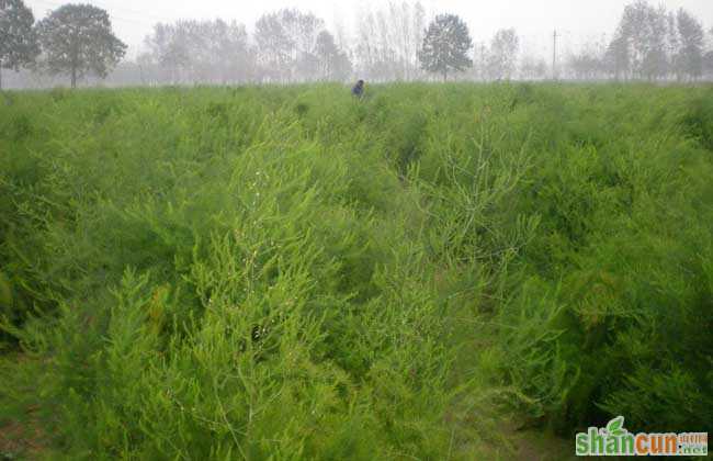 芦笋的种植时间及种植常见问题