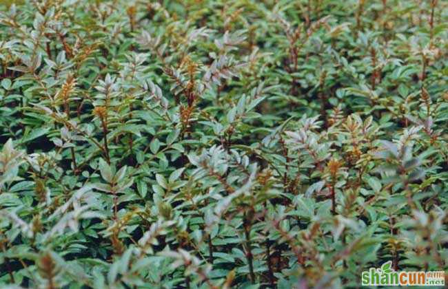 花椒树苗的价格和种类及其种植技术