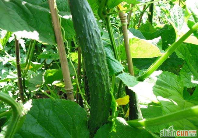 阳台黄瓜种植技术