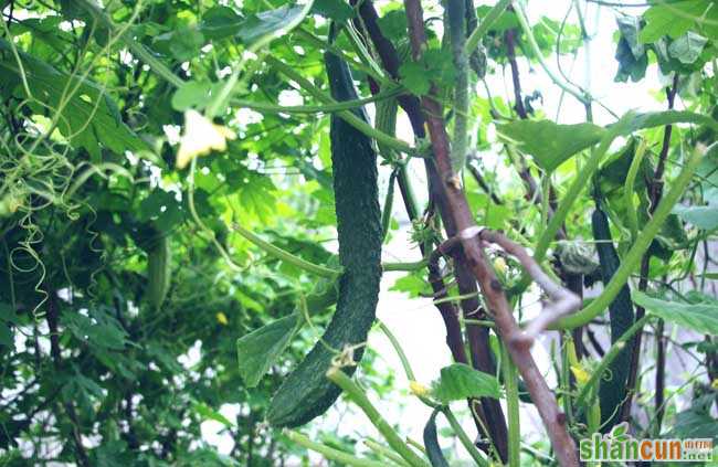 阳台黄瓜种植技术