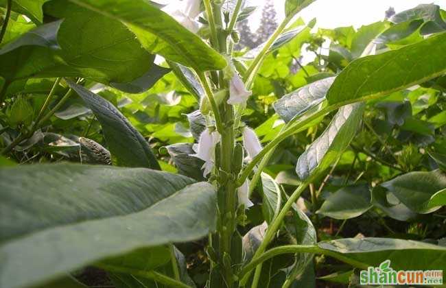 芝麻种植时间