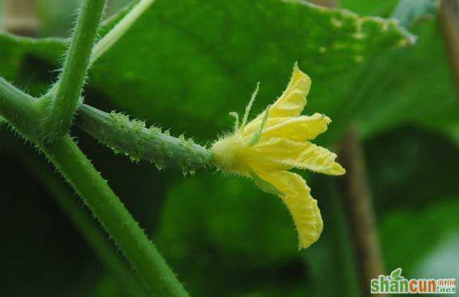 大棚黄瓜种植技术