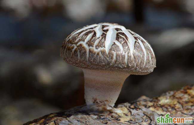 花菇种植技术