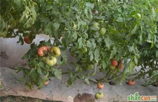番茄的落花落果原因及预防措施