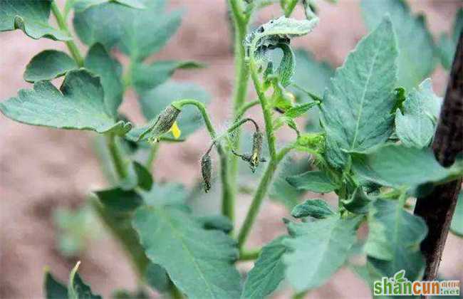 番茄的落花落果原因及预防措施