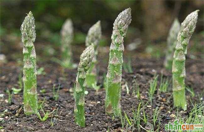 芦笋春季管理要点