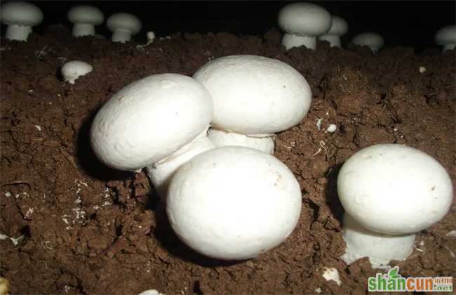 双孢菇 浇水 注意