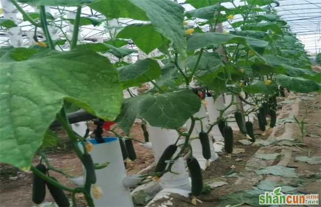 黄瓜种植 环境条件 要求