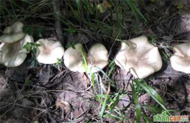 草菇生长异常的原因及预防措施