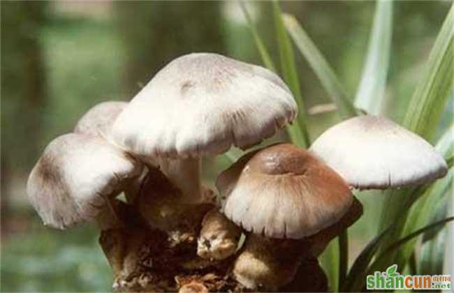 草菇的病虫害防治技术
