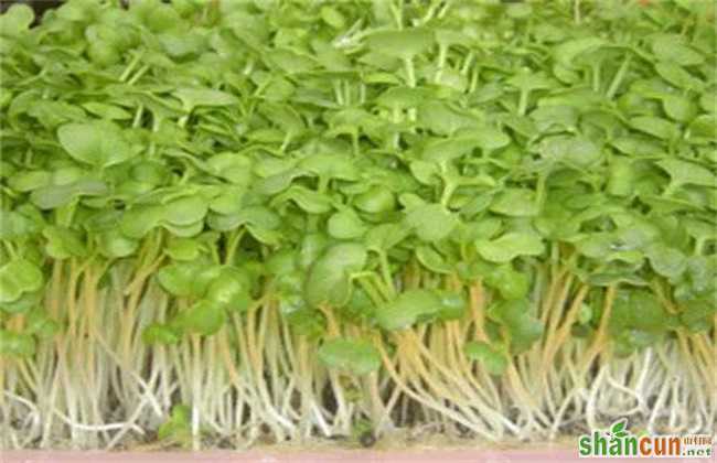 绿豆芽种植技术