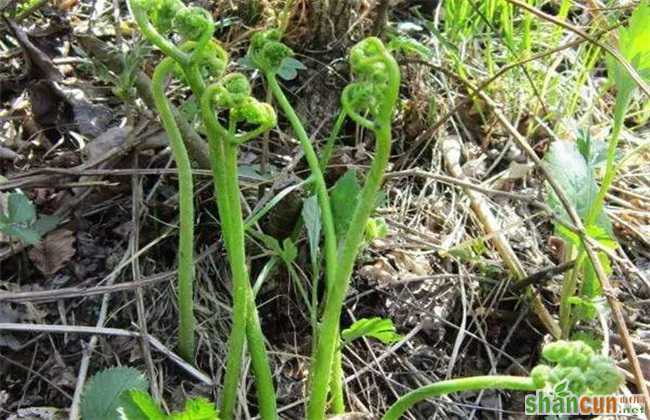 蕨菜 田间管理 要点