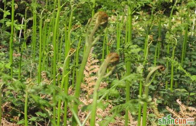 蕨菜 田间管理 要点