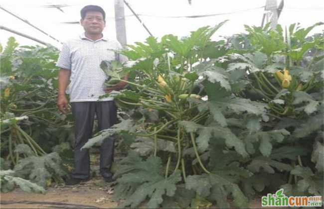 西葫芦死棵原因及防治方法